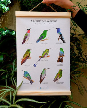 HangerColibri01